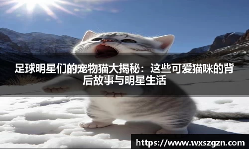 足球明星们的宠物猫大揭秘：这些可爱猫咪的背后故事与明星生活